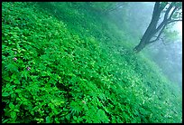 Lush hillside in mist between Hongchunping and Xiangfeng. Emei Shan, Sichuan, China (color)