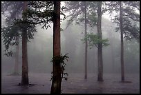 Trees outside of Xiangfeng temple in fog. Emei Shan, Sichuan, China ( color)