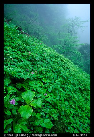 Wildflowers and ferns on a hillside in the fog between Xiangfeng and Yuxian. Emei Shan, Sichuan, China