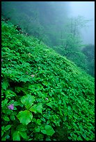 Wildflowers and ferns on a hillside in the fog between Xiangfeng and Yuxian. Emei Shan, Sichuan, China ( color)