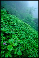 Wildflowers and ferns on a hillside in the fog between Xiangfeng and Yuxian. Emei Shan, Sichuan, China (color)