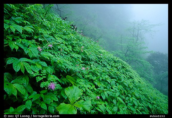 Wildflowers and ferns on a hillside in the fog between Xiangfeng and Yuxian. Emei Shan, Sichuan, China (color)