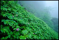 Wildflowers and ferns on a hillside in the fog between Xiangfeng and Yuxian. Emei Shan, Sichuan, China