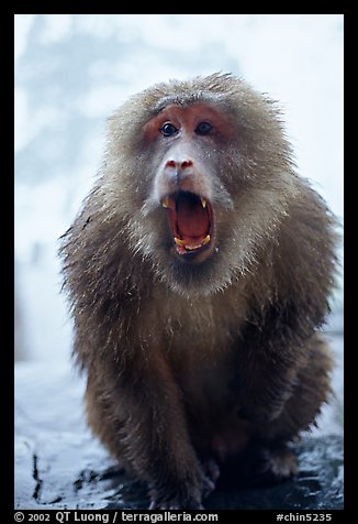 Aggressive monkey outside Yuxian temple. Emei Shan, Sichuan, China (color)