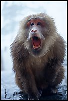 Aggressive monkey outside Yuxian temple. Emei Shan, Sichuan, China