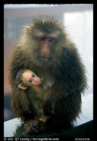 Monkey and baby monkey. Emei Shan, Sichuan, China