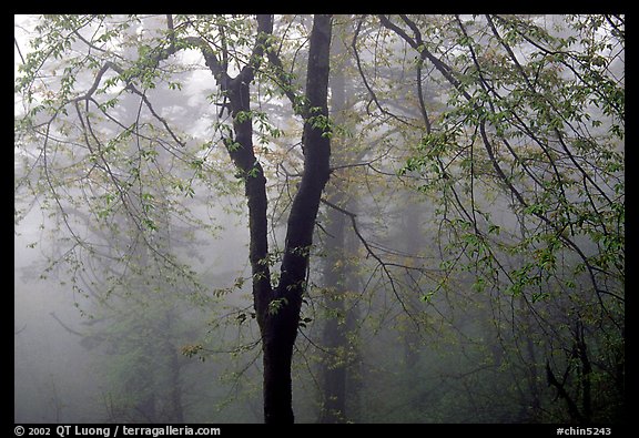 Trees in fog between Xixiangchi temple and Leidongping. Emei Shan, Sichuan, China (color)
