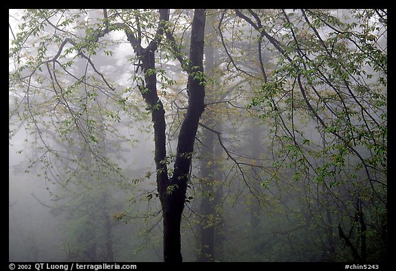 Trees in fog between Xixiangchi temple and Leidongping. Emei Shan, Sichuan, China (color)