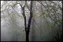 Trees in fog between Xixiangchi temple and Leidongping. Emei Shan, Sichuan, China ( color)