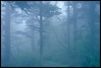 Trees in the mist between Xixiangchi temple and Leidongping. Emei Shan, Sichuan, China (color)