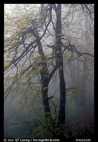 Trees in fog between Xixiangchi temple and Leidongping. Emei Shan, Sichuan, China