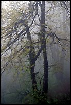 Trees in fog between Xixiangchi temple and Leidongping. Emei Shan, Sichuan, China ( color)