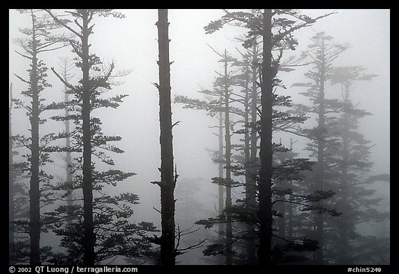 Trees in mist. Emei Shan, Sichuan, China