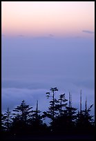 Sunset on a sea of clouds. Emei Shan, Sichuan, China ( color)