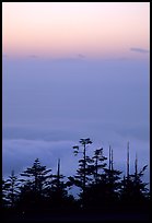 Sunset on a sea of clouds. Emei Shan, Sichuan, China (color)