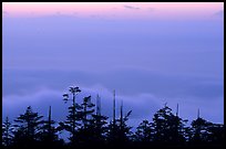 Sunset on a sea of clouds. Emei Shan, Sichuan, China