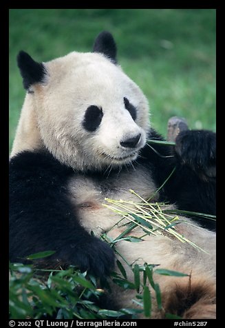 Panda eating bamboo leaves, Giant Panda Breeding Research Base. Chengdu, Sichuan, China