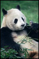 Panda eating bamboo leaves, Giant Panda Breeding Research Base. Chengdu, Sichuan, China (color)