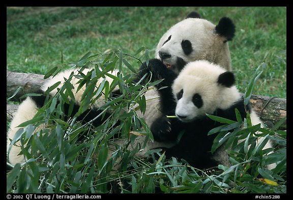 Panda mom and cubs eating bamboo leaves, Giant Panda Breeding Research Base. Chengdu, Sichuan, China (color)