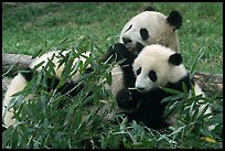 Panda mom and cubs eating bamboo leaves, Giant Panda Breeding Research Base. Chengdu, Sichuan, China