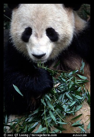 Panda eating bamboo leaves, Giant Panda Breeding Research Base. Chengdu, Sichuan, China