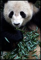 Panda eating bamboo leaves, Giant Panda Breeding Research Base. Chengdu, Sichuan, China ( color)