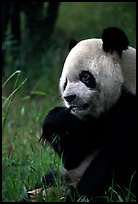 Panda eating bamboo leaves, Giant Panda Breeding Research Base. Chengdu, Sichuan, China (color)