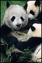 Panda mom and cubs eating bamboo leaves, Giant Panda Breeding Research Base. Chengdu, Sichuan, China (color)