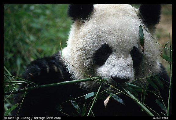 Panda eating bamboo leaves, Giant Panda Breeding Research Base. Chengdu, Sichuan, China