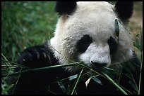 Panda eating bamboo leaves, Giant Panda Breeding Research Base. Chengdu, Sichuan, China (color)