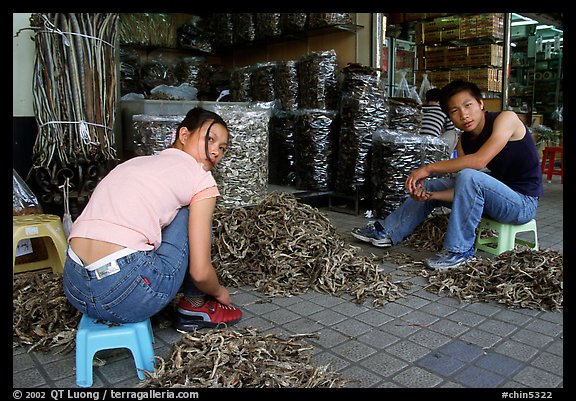 Sorting out dried sea horses. Guangzhou, Guangdong, China (color)