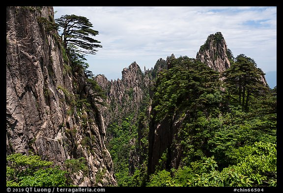 Huangshuan pines clinging on granite cliffs. Huangshan Mountain, China (color)
