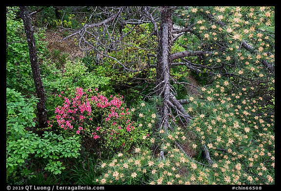 Trees with blooms. Huangshan Mountain, China (color)