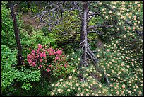 Trees with blooms. Huangshan Mountain, China ( color)