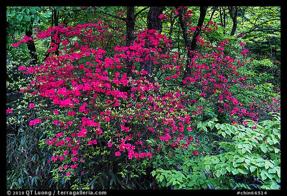 Vivid rhododendrons in forest. Huangshan Mountain, China (color)