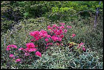 Bright rhododendrons in bloom. Huangshan Mountain, China ( color)