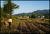 Villagers working in the fields. Xidi Village, Anhui, China ( color)