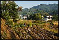 Villagers cultivating fields. Xidi Village, Anhui, China ( color)