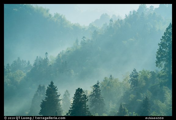 Forested hills with fog. Xidi Village, Anhui, China (color)