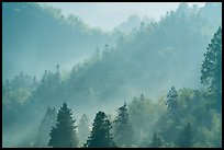 Forested hills with fog. Xidi Village, Anhui, China ( color)