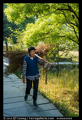 Woman with harvested bunch. Xidi Village, Anhui, China (color)