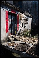 Harvest drying in front of village house. Xidi Village, Anhui, China