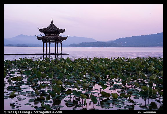 Aquatic plants and Tinwanqishe Pavilion at dawn, West Lake. Hangzhou, China (color)
