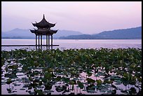 Aquatic plants and Tinwanqishe Pavilion at dawn, West Lake. Hangzhou, China