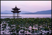 Aquatic plants and Tinwanqishe Pavilion at dawn, West Lake. Hangzhou, China ( color)