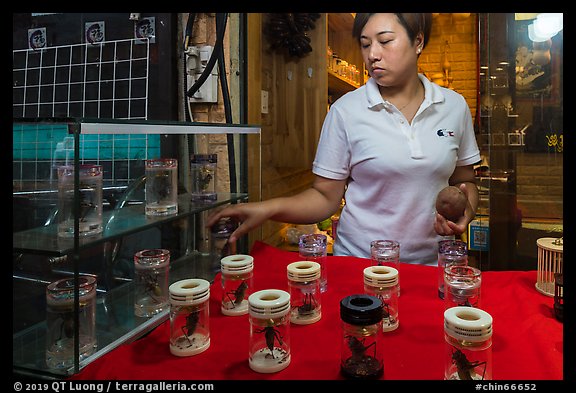 Woman selling insects. Shanghai, China (color)