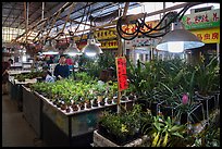 Plants for sale at Bird and Insect Market. Shanghai, China ( color)