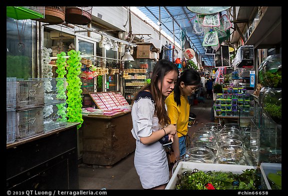 Young women shopping at Bird and Insect Market. Shanghai, China (color)