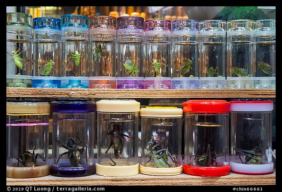 Live insects for sale. Shanghai, China (color)