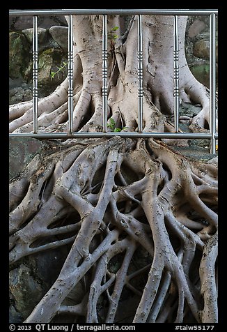 Roots and fence, Guandu Temple. Taipei, Taiwan (color)